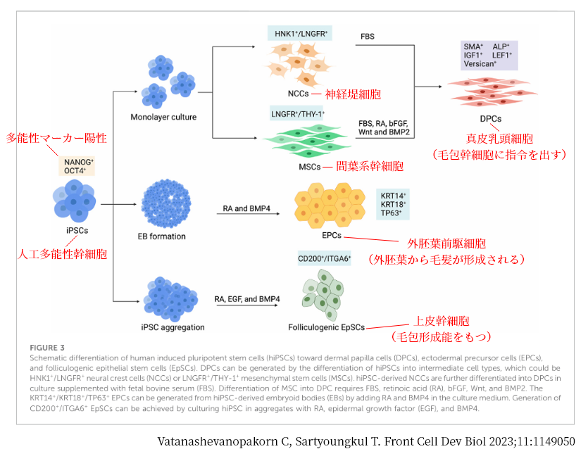 基礎研究の図1
